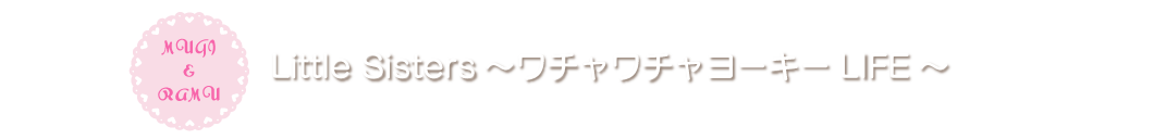 Little Sisters ♡わちゃわちゃヨーキーLIFE♡